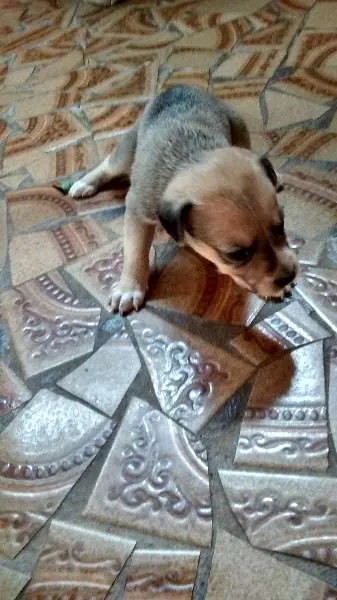 Cachorro ra a Vira lata idade Abaixo de 2 meses nome nenhum