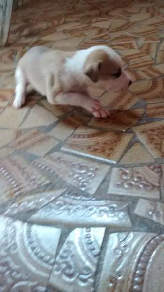 Cachorro ra a Vira lata idade Abaixo de 2 meses nome nenhum
