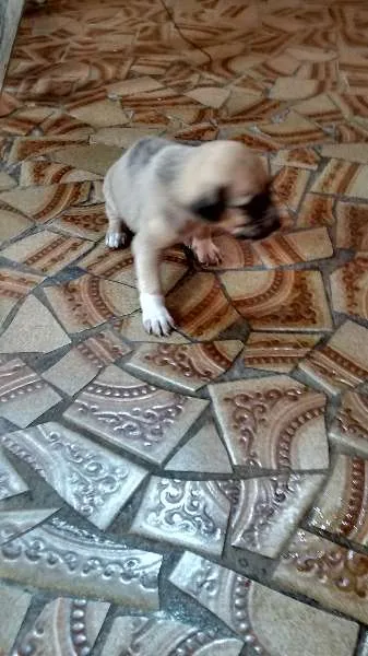 Cachorro ra a Vira lata idade Abaixo de 2 meses nome nenhum