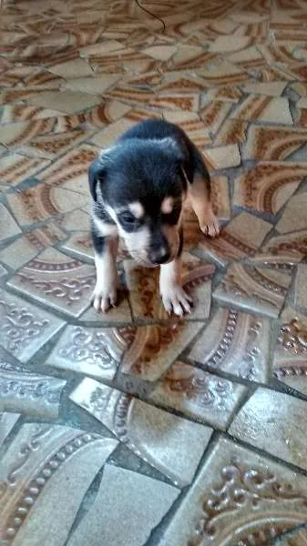 Cachorro ra a Vira lata idade Abaixo de 2 meses nome nenhum