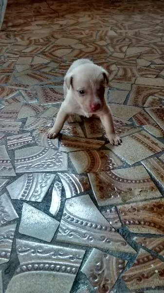 Cachorro ra a Vira lata idade Abaixo de 2 meses nome nenhum