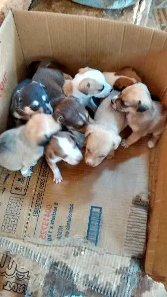 Cachorro ra a Vira lata idade Abaixo de 2 meses nome nenhum