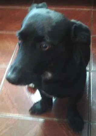 Cachorro ra a vira lata  idade 2 anos nome manso