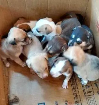 Cachorro ra a Vira lata idade Abaixo de 2 meses nome nenhum