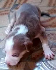 Cachorro ra a Vira lata idade Abaixo de 2 meses nome nenhum