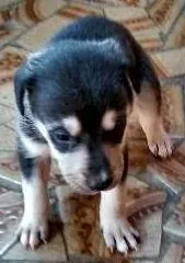 Cachorro ra a Vira lata idade Abaixo de 2 meses nome nenhum
