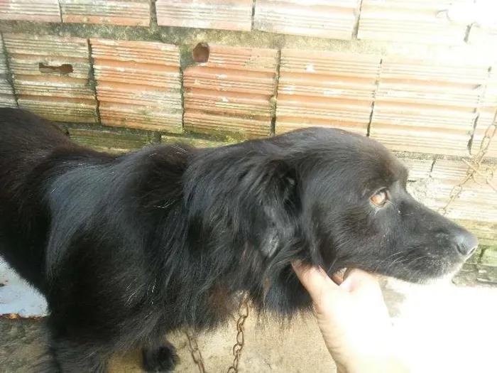 Cachorro ra a puldo idade 2 anos nome bidu