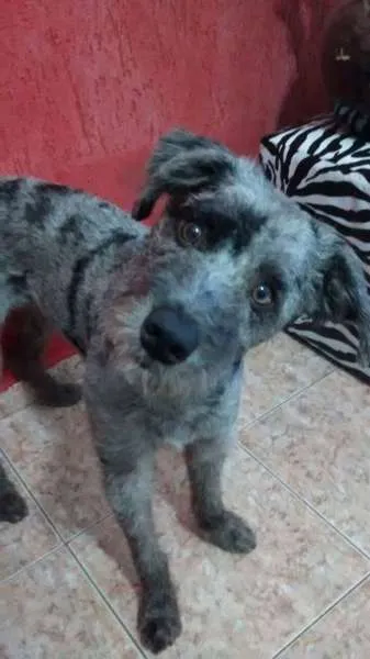 Cachorro ra a Nao definida idade 1 ano nome JOBBY