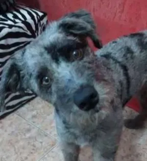 Cachorro raça Nao definida idade 1 ano nome JOBBY