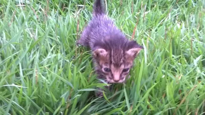 Gato ra a SRD idade Abaixo de 2 meses nome Sem nome