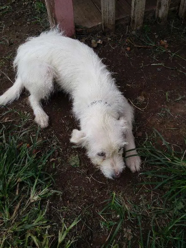 Cachorro ra a indefinida idade 7 a 11 meses nome Branca