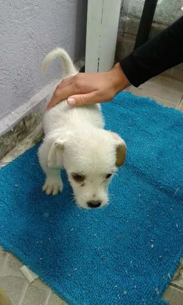 Cachorro ra a sem raça definida idade 2 a 6 meses nome sem nome