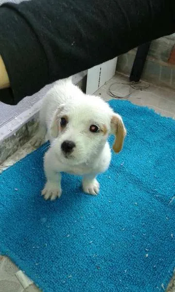 Cachorro ra a sem raça definida idade 2 a 6 meses nome sem nome