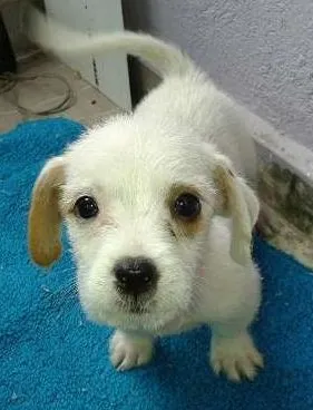 Cachorro ra a sem raça definida idade 2 a 6 meses nome sem nome