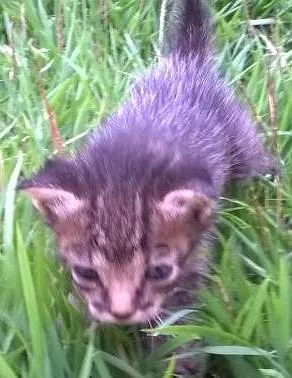 Gato ra a SRD idade Abaixo de 2 meses nome Sem nome