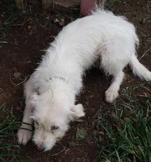 Cachorro ra a indefinida idade 7 a 11 meses nome Branca