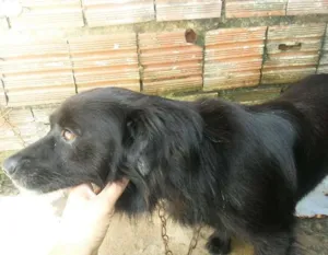 Cachorro raça puldo idade 2 anos nome bidu