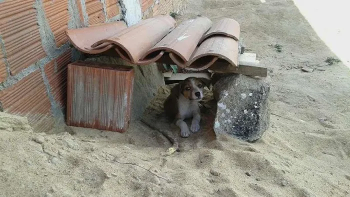 Cachorro ra a Vira lata idade Abaixo de 2 meses nome Nina