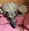 Cachorro raça - idade 2 a 6 meses nome caramelo