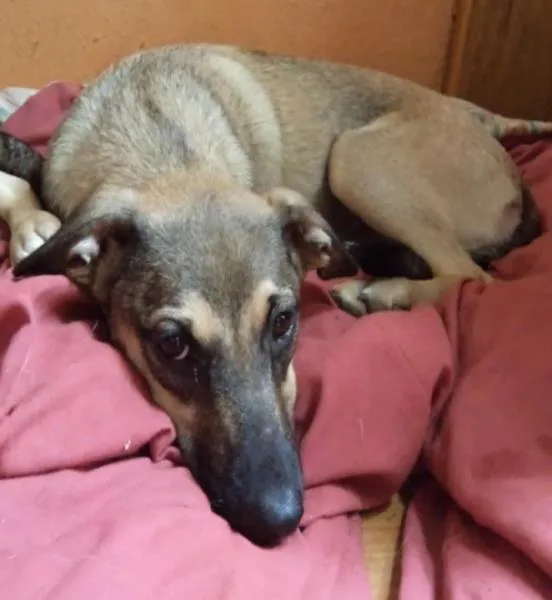 Cachorro ra a - idade 2 a 6 meses nome caramelo
