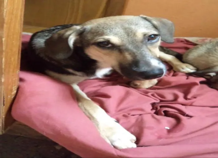 Cachorro ra a - idade 2 a 6 meses nome teca