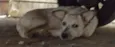 ursa