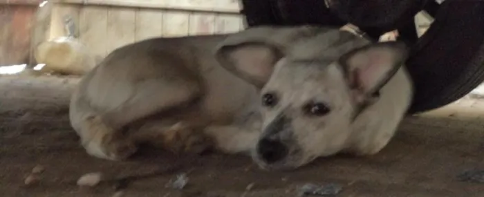 Cachorro ra a - idade 2 a 6 meses nome ursa