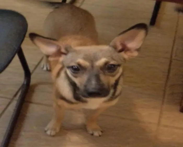 Cachorro ra a - idade 2 a 6 meses nome pic