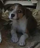 Cachorro raça Vira lata idade Abaixo de 2 meses nome Nina