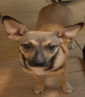 Cachorro raça - idade 2 a 6 meses nome pic