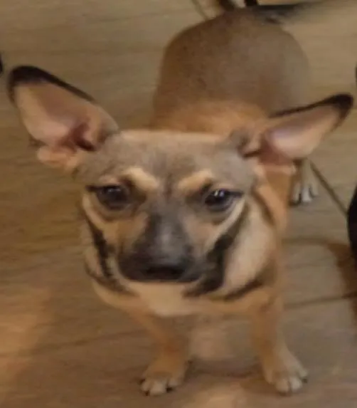 Cachorro ra a - idade 2 a 6 meses nome pic