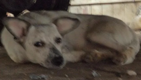 Cachorro ra a - idade 2 a 6 meses nome ursa