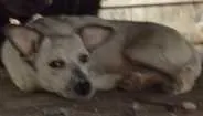 Cachorro raça - idade 2 a 6 meses nome ursa