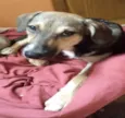 teca
