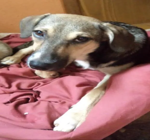 Cachorro ra a - idade 2 a 6 meses nome teca