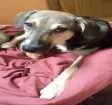 Cachorro raça - idade 2 a 6 meses nome teca