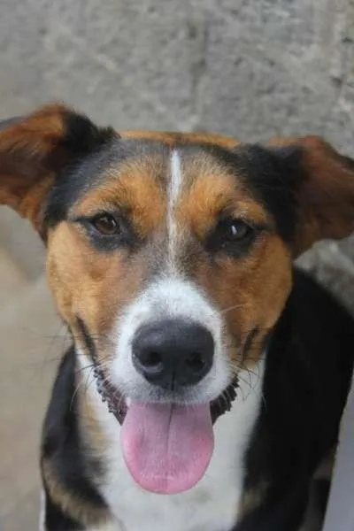 Cachorro ra a SRD idade 1 ano nome spyke