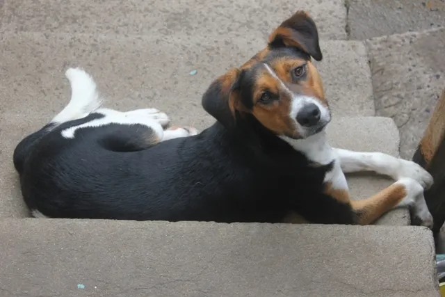 Cachorro ra a SRD idade 1 ano nome spyke