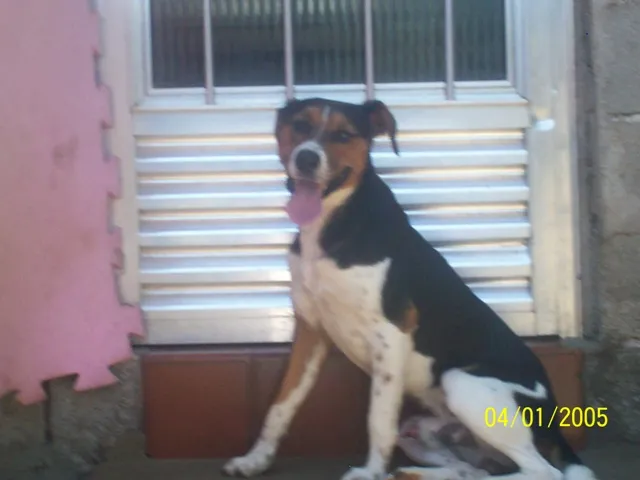 Cachorro ra a SRD idade 1 ano nome spyke