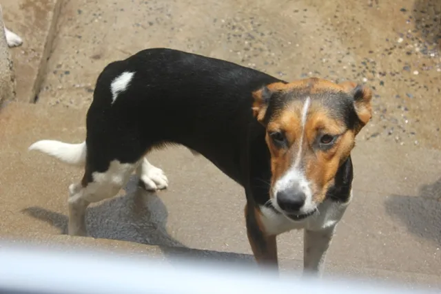 Cachorro ra a SRD idade 1 ano nome spyke