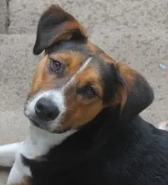 Cachorro ra a SRD idade 1 ano nome spyke