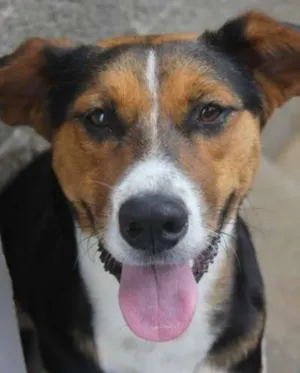 Cachorro raça SRD idade 1 ano nome spyke