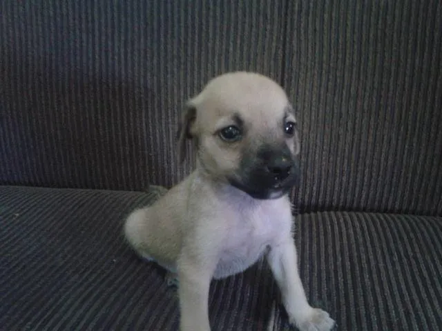 Cachorro raça vira lata idade Abaixo de 2 meses nome sem nomes
