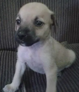 Cachorro raça vira lata idade Abaixo de 2 meses nome sem nomes