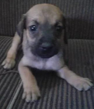 Cachorro raça vira lata idade Abaixo de 2 meses nome sem nomes