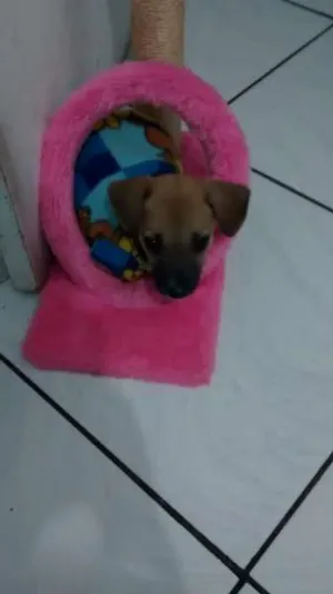 Cachorro raça não definida idade  nome aqlis