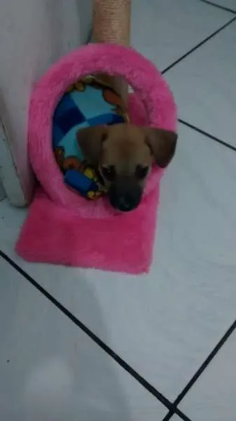 Cachorro ra a não definida idade  nome aqlis