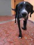 negão