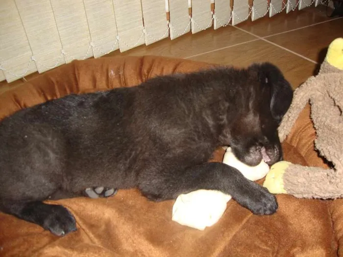 Cachorro ra a srd com labrador idade 2 a 6 meses nome Ducha