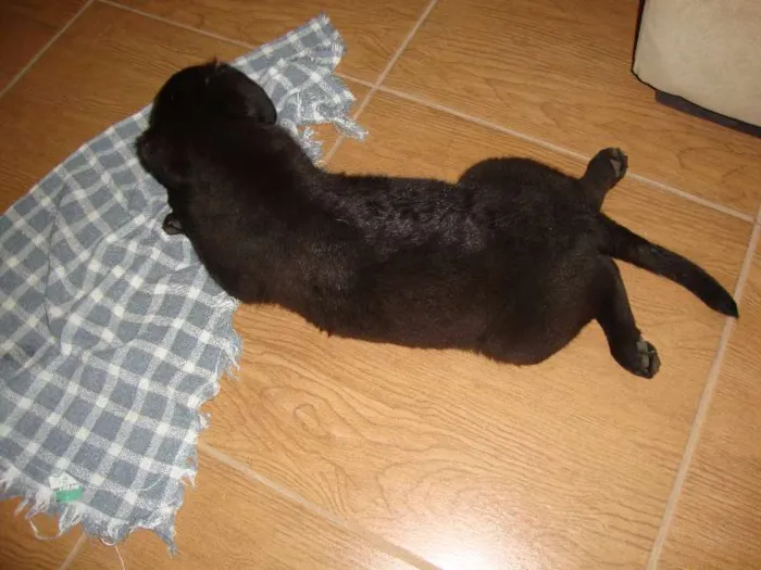 Cachorro ra a srd com labrador idade 2 a 6 meses nome Ducha